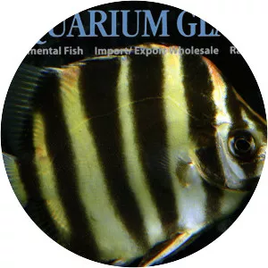 Scatophagus tetracanthus