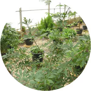 Schefflera leucantha