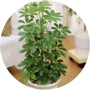 Schefflera