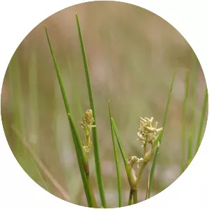 Scheuchzeria palustris - Plants