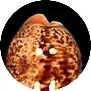 Schilderia achatidea - 