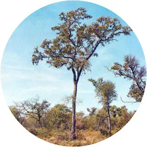 Schinopsis balansae - Plants