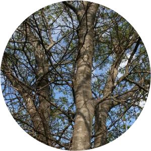 Schinopsis brasiliensis