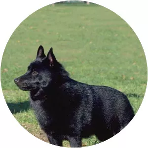 Schipperke