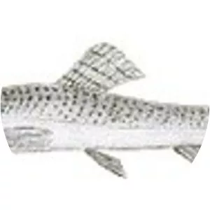 Schistura semiarmata