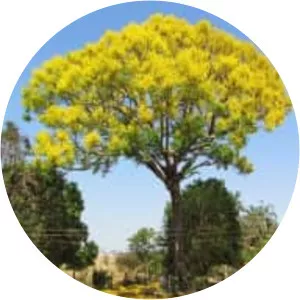 Schizolobium parahyba