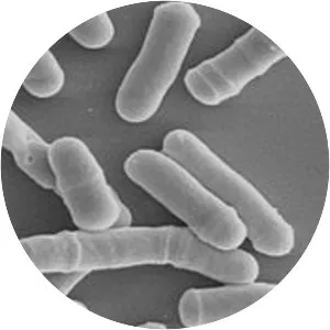 Schizosaccharomyces pombe