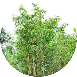 Schizostachyum brachycladum - 