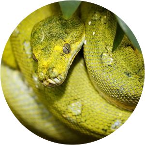 schlangenzoo eschlikon