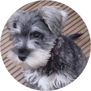 Schnauser - Musical group