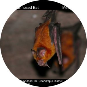 Schneider's leaf-nosed bat - Animal