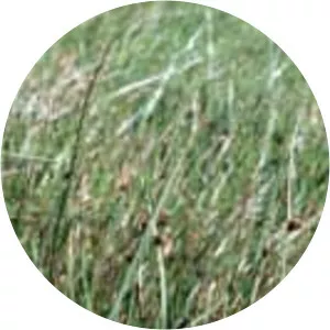 Schoenoplectus americanus