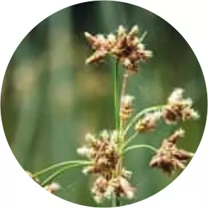 Schoenoplectus lacustris