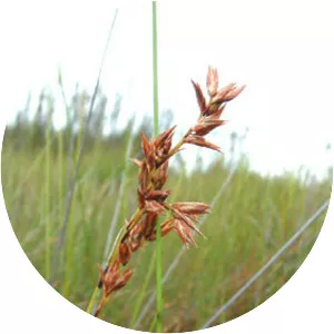 Schoenus brevifolius