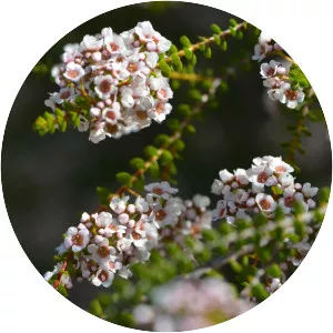 Scholtzia involucrata