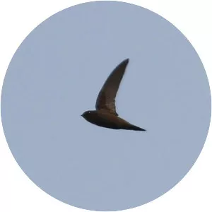 Schouteden's swift - 