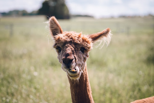 Schwaben Alpakas - Farm in Turkheim, Germany