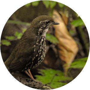 Schwartz's antthrush - Birds