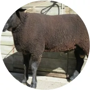 Schwarzbraunes Bergschaf