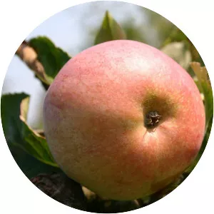 Schweizer Orangenapfel