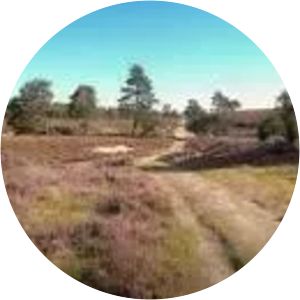 Schwindebecker Heide - 