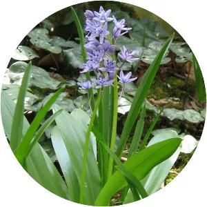 Scilla lilio-hyacinthus - 
