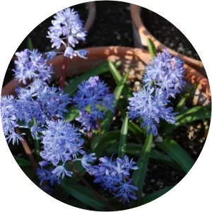 Scilla messeniaca
