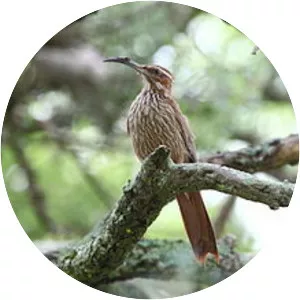 Scimitar-billed woodcreeper