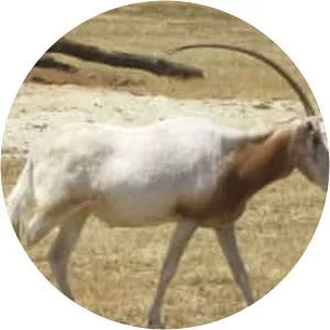 Scimitar oryx - Animal