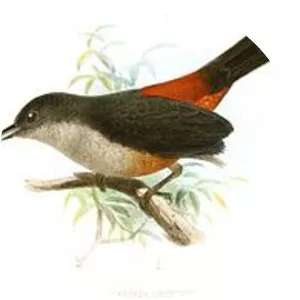 Scimitar-winged piha - 