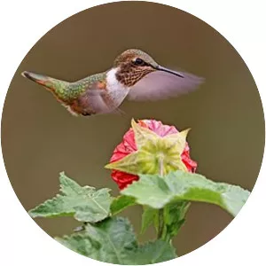 Scintillant hummingbird - Bird