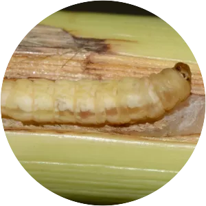 Scirpophaga excerptalis