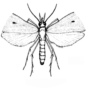 Scirpophaga incertulas