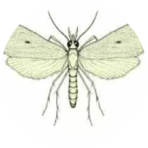 Scirpophaga innotata
