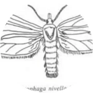 Scirpophaga nivella