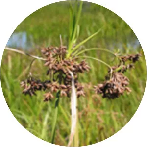 Scirpus ancistrochaetus - 