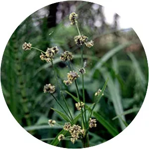 Scirpus microcarpus