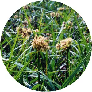 Scirpus