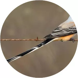 Scissor-tailed flycatcher