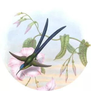 Scissor-tailed hummingbird