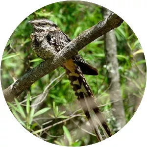 Scissor-tailed nightjar