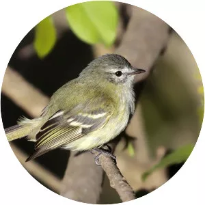 Sclater's tyrannulet