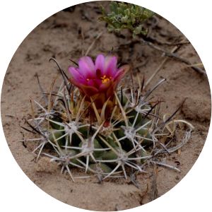 Sclerocactus