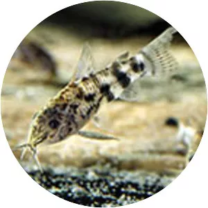 Scleromystax macropterus