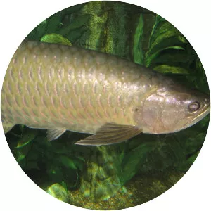 Scleropages jardinii