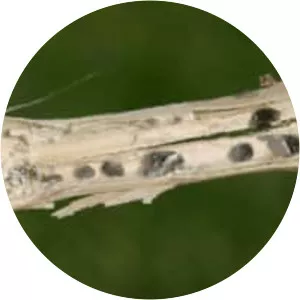 Sclerotinia