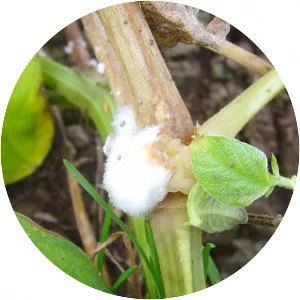 Sclerotinia sclerotiorum