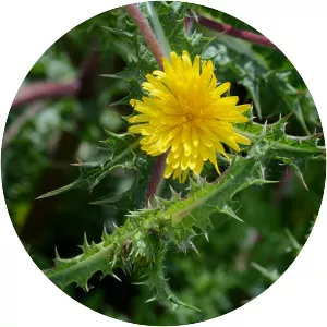 Scolymus