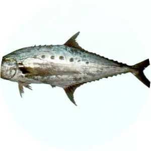 Scomberoides commersonnianus