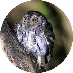 Scops owl